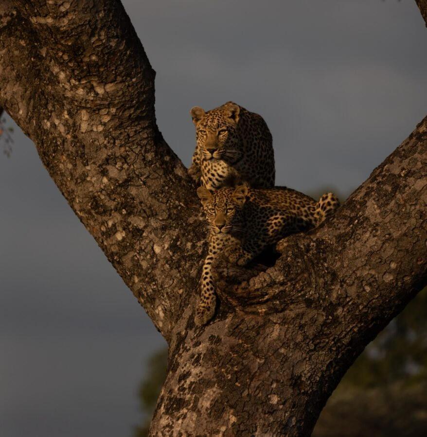 Leopard Hills Private Game Reserve Sabi Sand Game Reserve Eksteriør billede