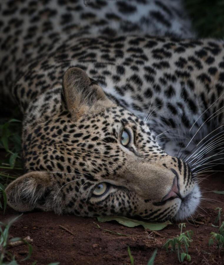 Leopard Hills Private Game Reserve Sabi Sand Game Reserve Eksteriør billede