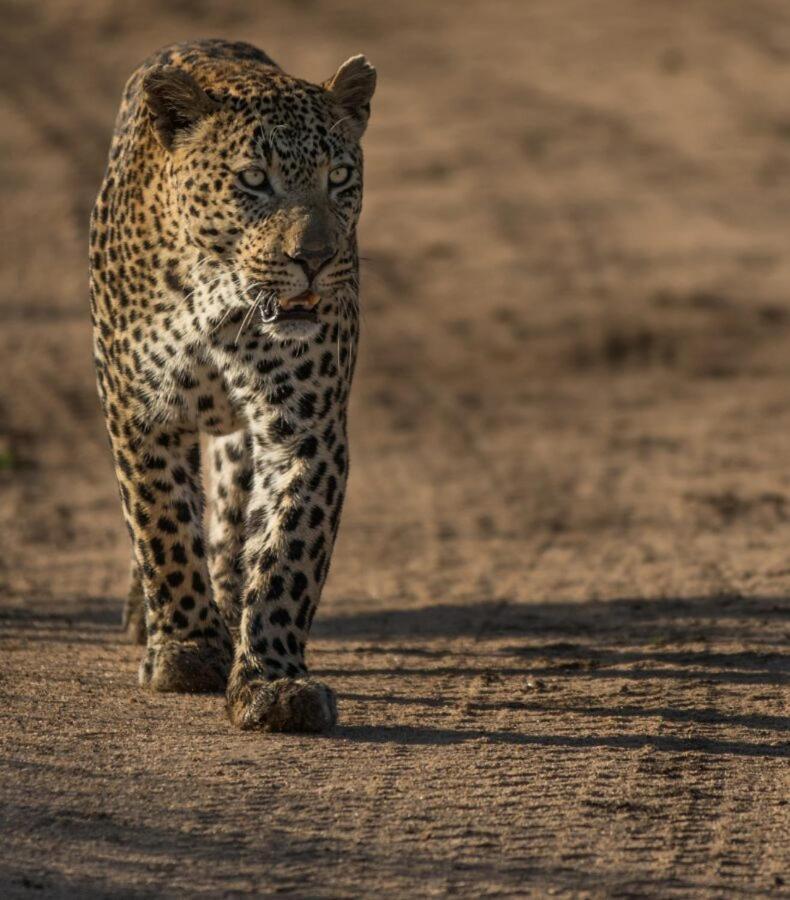 Leopard Hills Private Game Reserve Sabi Sand Game Reserve Eksteriør billede